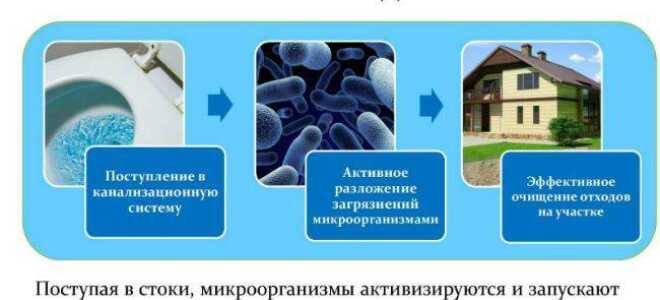 Применение живых бактерий для септиков и выгребных ям, особенности и преимущества эксплуатации септиков
