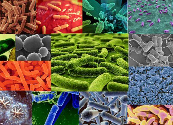 Бактерии для септиков